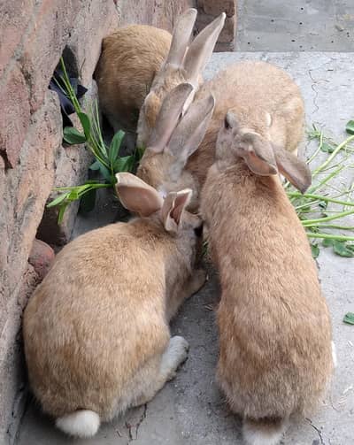 Single colour Brown, Red Eye White, Angora-like Red Eye White Rabbits