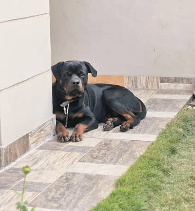 Stunning Top-Pedigree Young Rottweiler