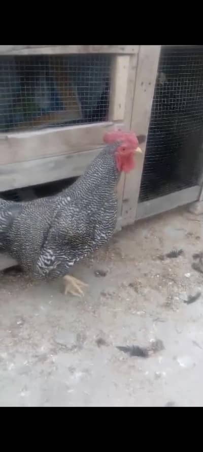 Plymouth breeder 1 year full grown  male