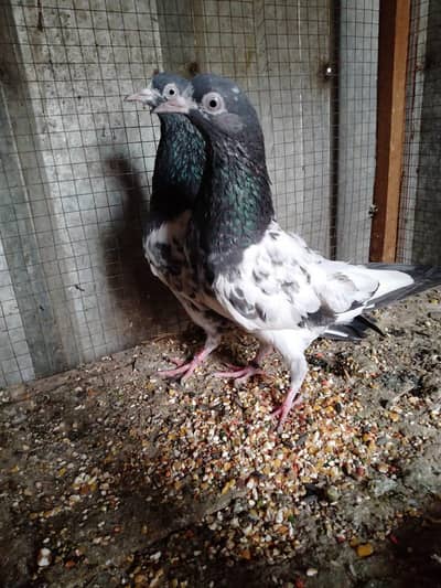 sialkoti,teady , kasori