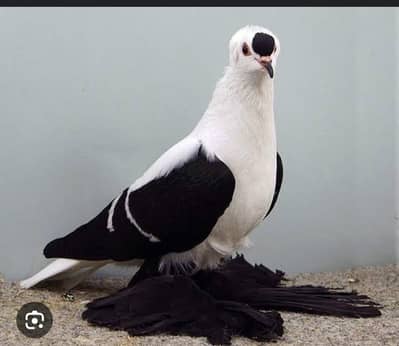 Black Tail laky and swallow breeder pair