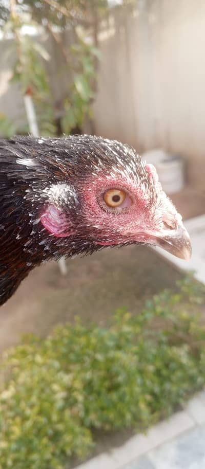 Burmi aseel morgi available