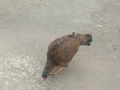 abbottabad hen asell miawali