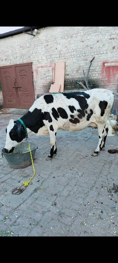 cross cow with female calf ( wachi )