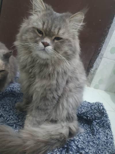 Maine coon male cat for sale