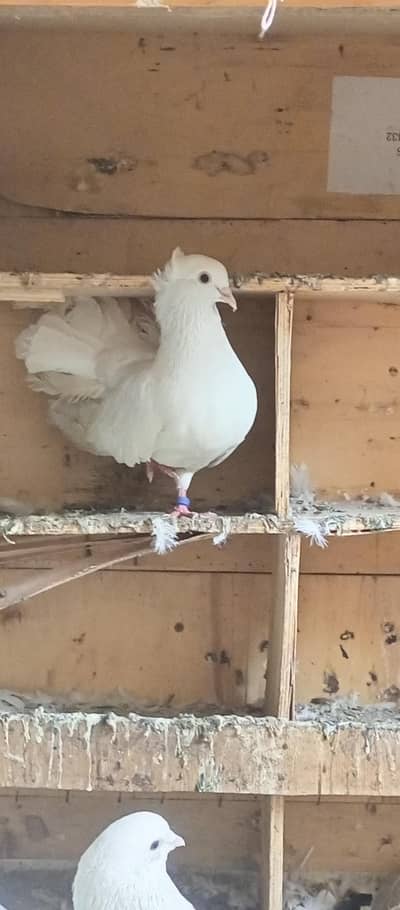 5 laka kabooter for sale