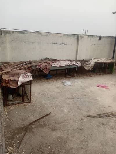 Cage with 4 lehmann chickens whatsapp 03065905619