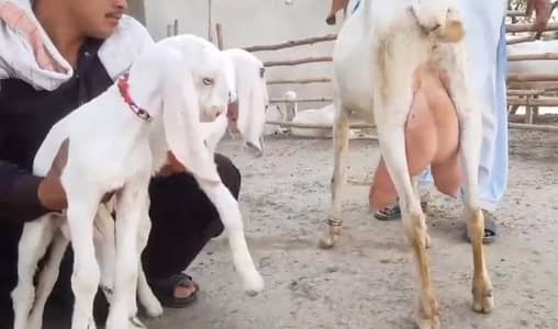 2 Bacchon Ka Sath Desi Bakri For Sale/03226643435)