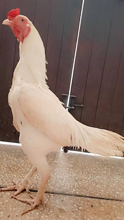 Heera Aseel Quality eggs