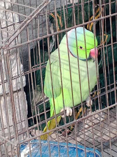 breeder male full healthy and active. what's up 03336608009