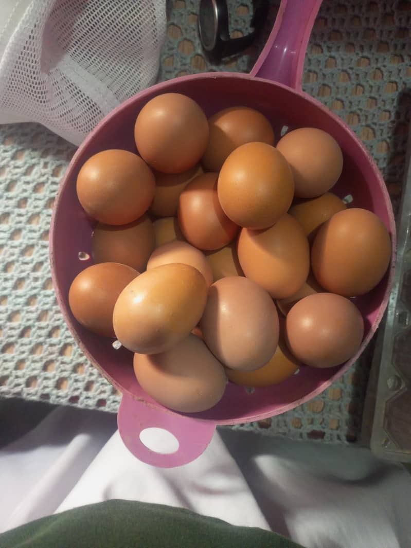 desi eggs 0