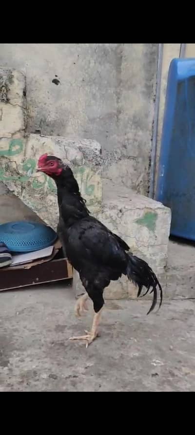 bht hi mazboot bird he