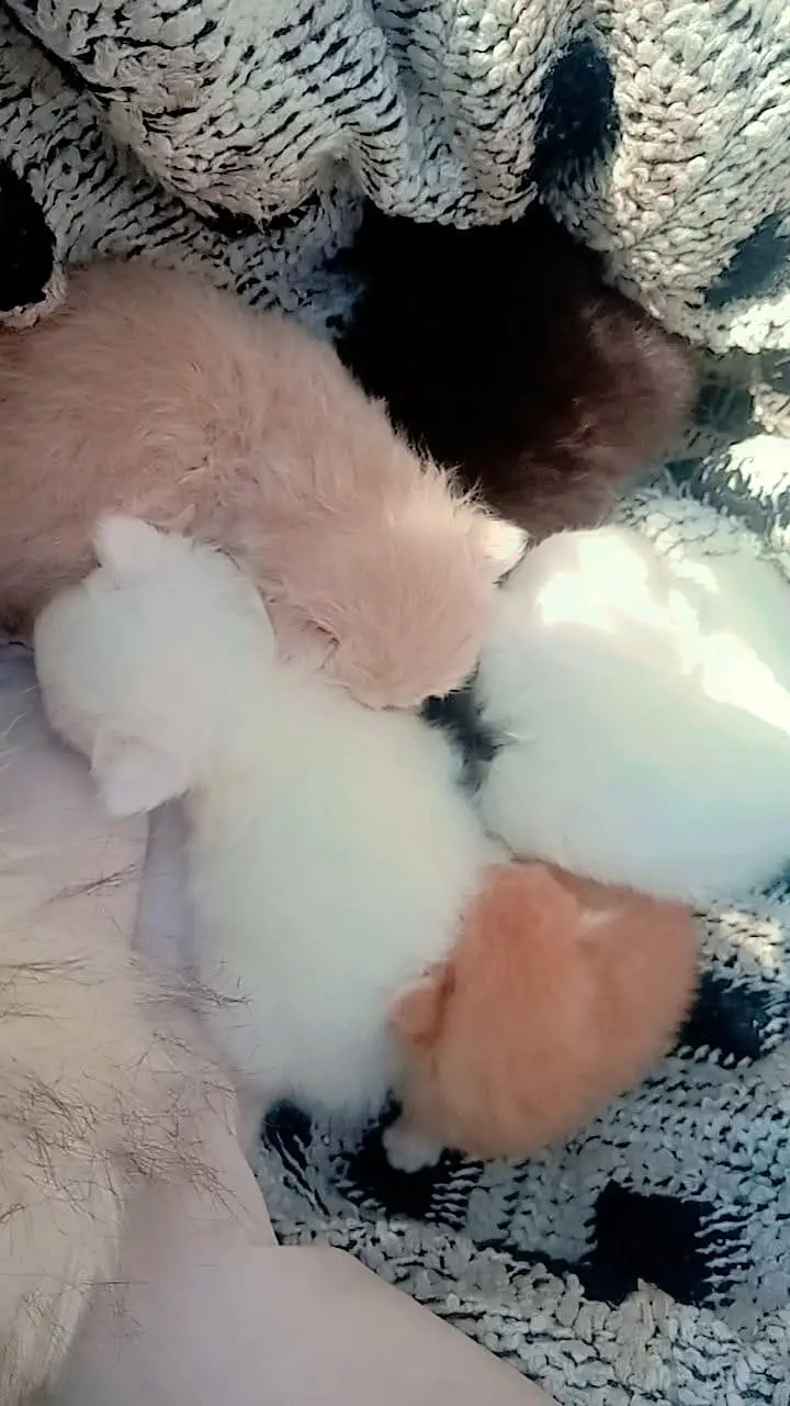 beautiful kitten for sale