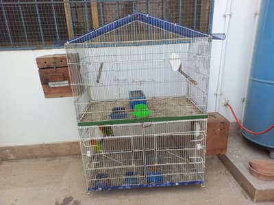 lovebird Bounded Breeder pairs