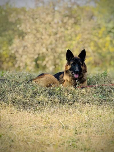 German Shepherd Dog for Sale