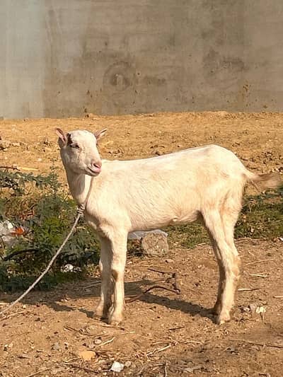 Beautiful Teddy female gulabi kheeri yellow eyes