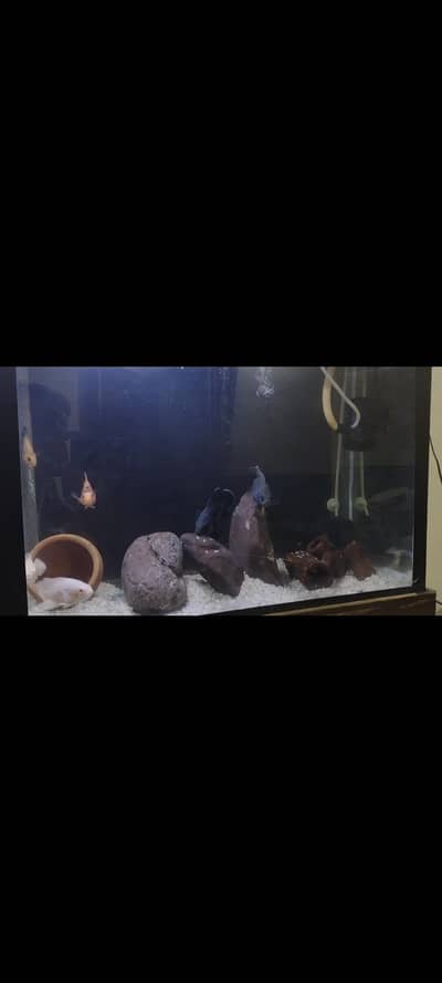 Oscar,parrot,jackdemcy ,flrosan tetra,zebra dainoes,lobster