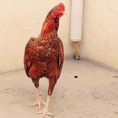 Male for sale or chicks 03207200915