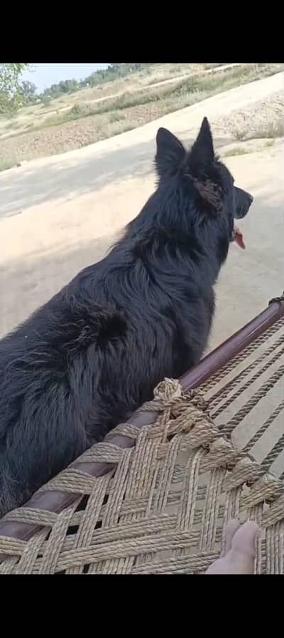 03433838314 ( female demand 90 male demand 180 )