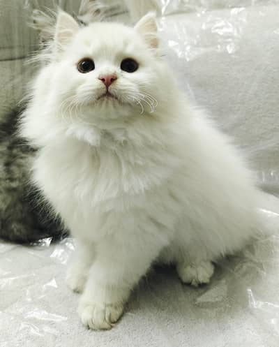 My Persian kittens(Triple coated)cross of white male n grey Female )