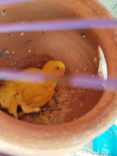 2 breeder pair 1 female extra