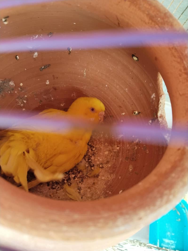 2 breeder pair 1 female extra 0