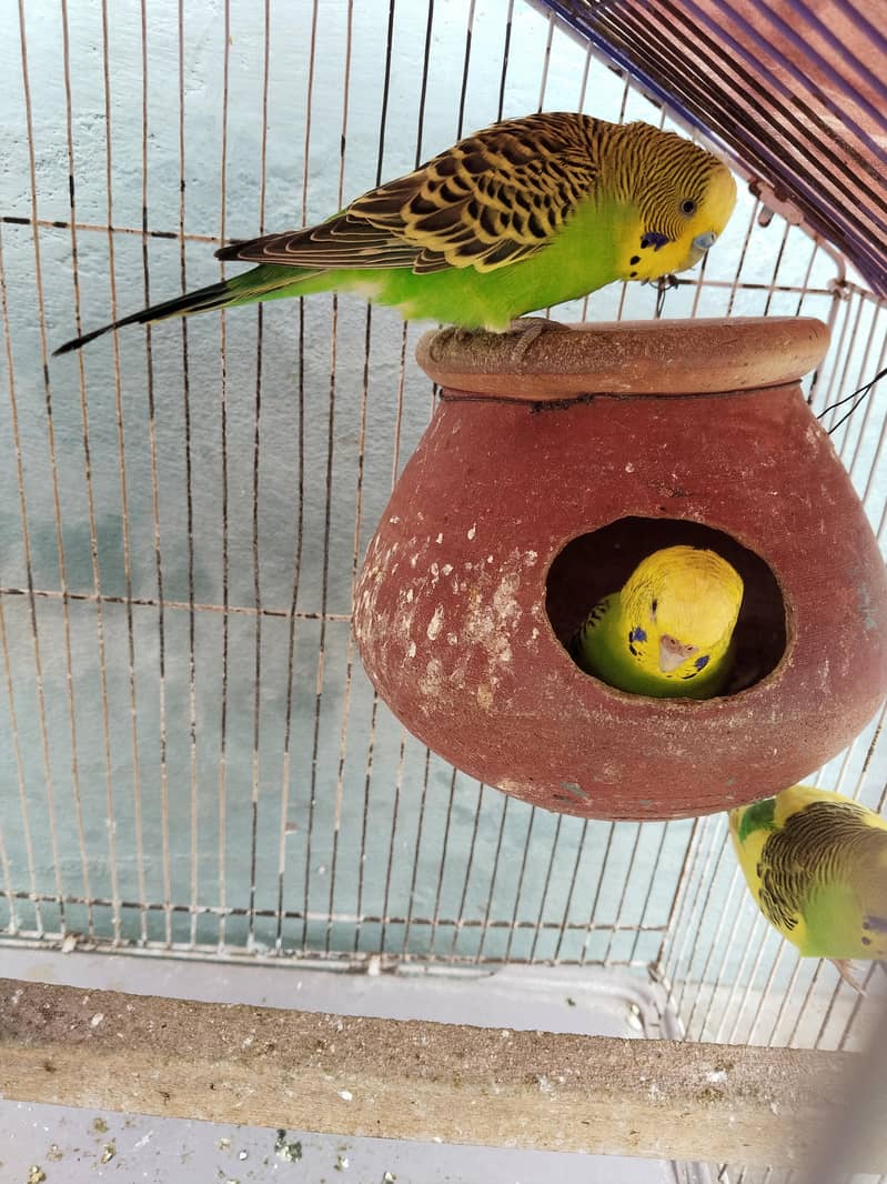 2 breeder pair 1 female extra 1