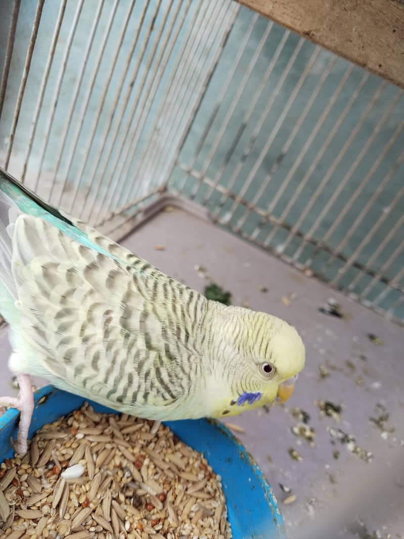 2 breeder pair 1 female extra 2