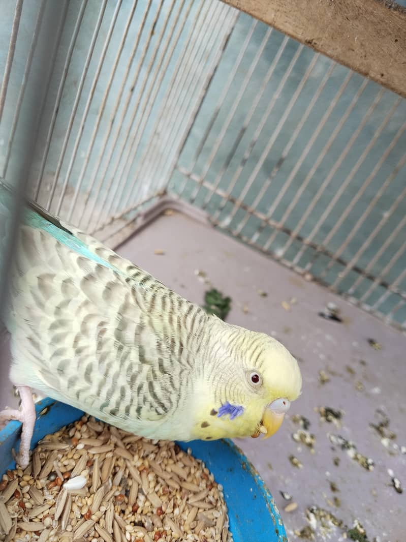 2 breeder pair 1 female extra 3