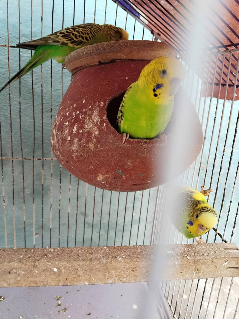 2 breeder pair 1 female extra 4