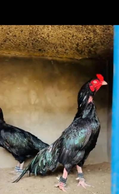 aseel murgha health and active