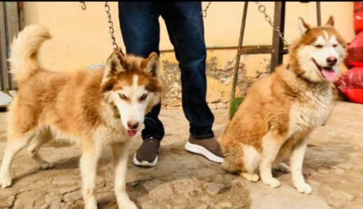 Siberian Husky / Male odd eyes / female blue eyes Available