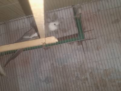 kockatail breedar pair