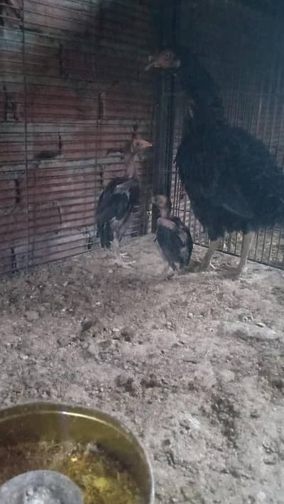 Aseel Hen with 2 high quality chiks