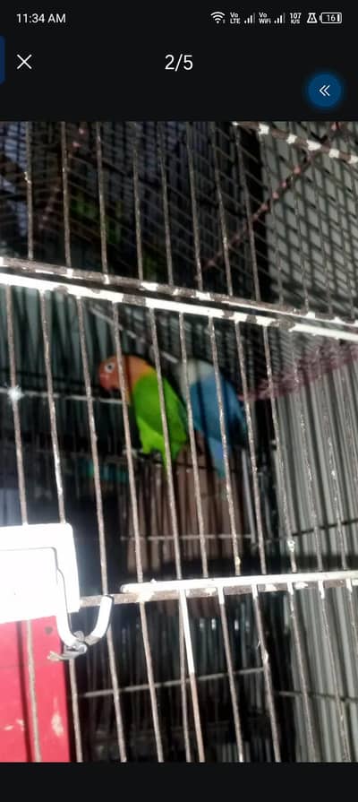 lovebird for sale