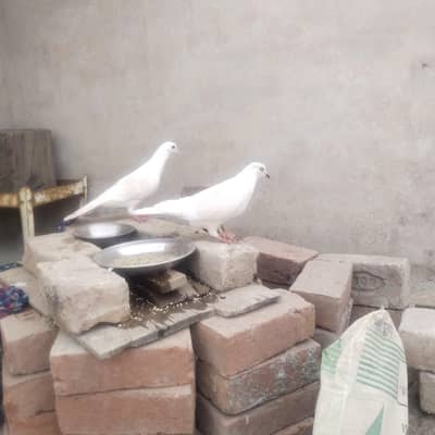 pigeons breeder pair for sale