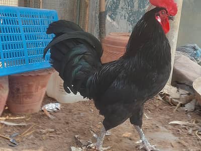 pure blood line #australop ,