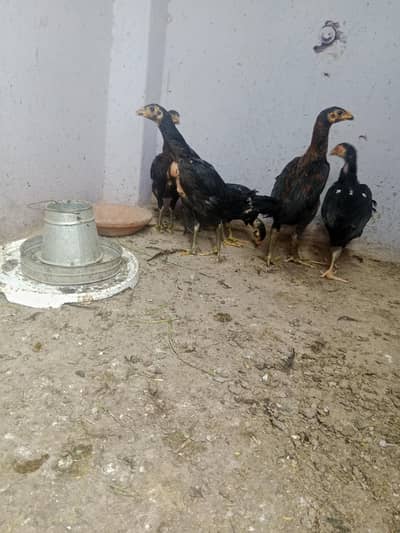 Thai bacha for sale black eyes black shampion eyes ma ha 1 2 pakoi ha