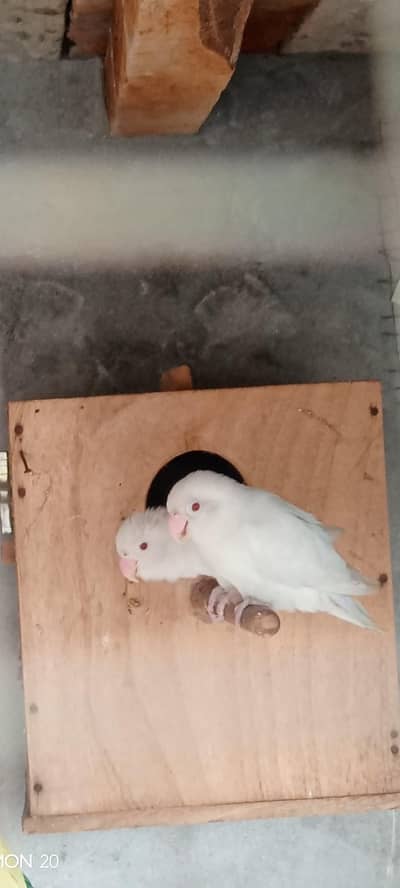 Albino red eyes 03064813290