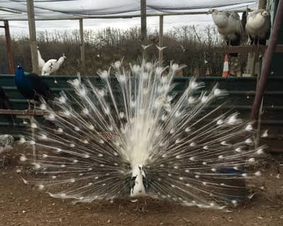 Indian Moor / Peacock Breeder Pair & Chicks /silver pied peacock