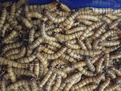 Live Superworm for sale | premium quality | All size Available