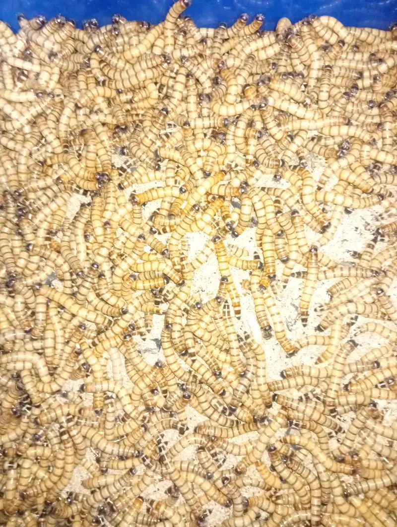 Live Superworm for sale | premium quality | All size Available — photo 2