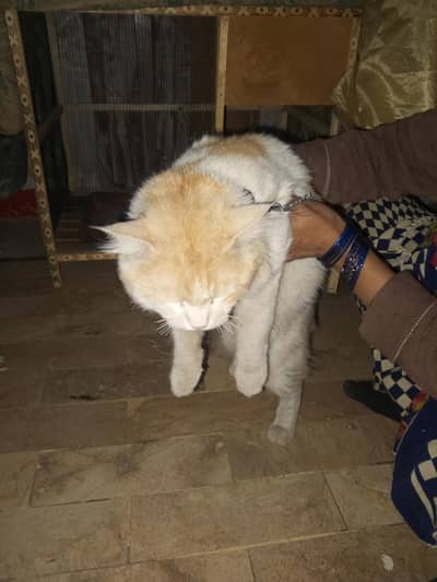 Ghar k pala Howa billa h