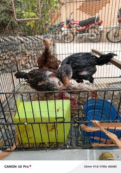 Aseel chicks | Aseel pathey | choozey | Japanese chicks | thi chicks