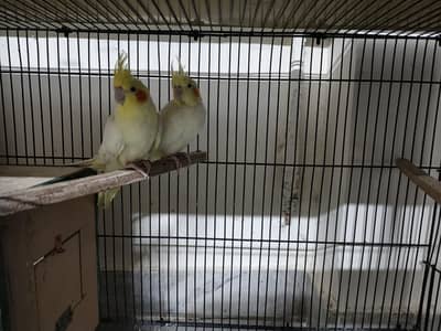 Cockatiel for sale