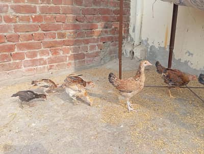 Aseel Cross Desi Pathy