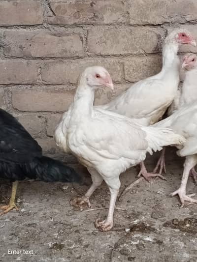 Pure White Heera Aseel Murgha for Sale – Healthy & Active