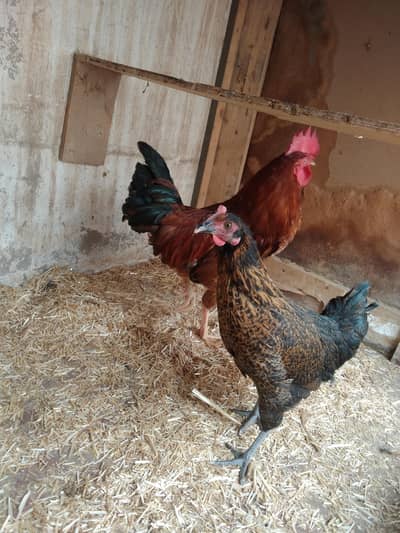 goldan misre piar for sail