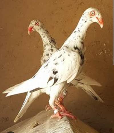 required danish male and frill female