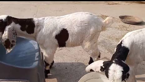 Bakri sath bachay 03///355///799//889i